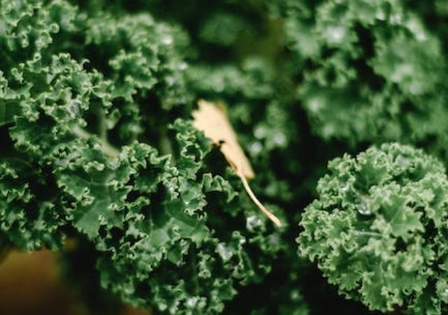 The Power of Leafy Greens: How to Incorporate Them into Your Vegan Diet